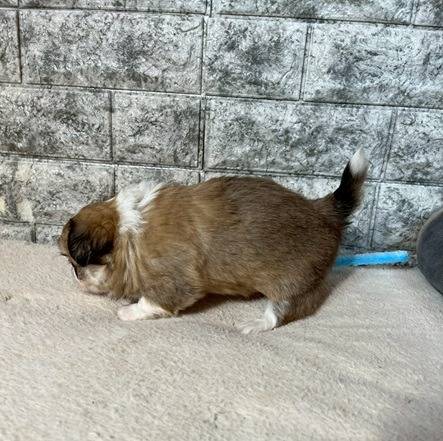 チワペキ（チワワ×ペキニーズ）ご家族様が決まりました