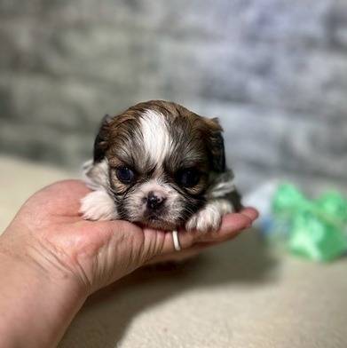 チワペキ（チワワ×ペキニーズ）ご家族様が決まりました