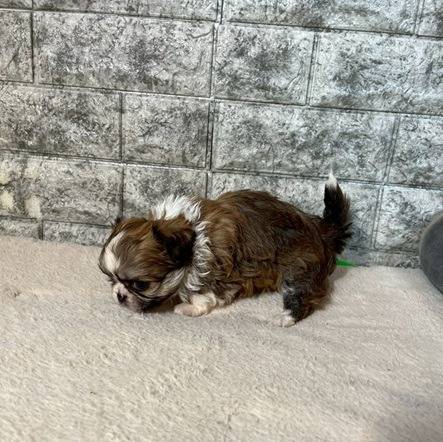 チワペキ（チワワ×ペキニーズ）ご家族様が決まりました