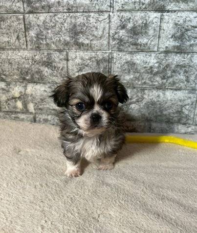 チワペキ（チワワ×ペキニーズ）ご家族様が決まりました