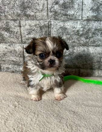 チワペキ（チワワ×ペキニーズ）ご家族様が決まりました