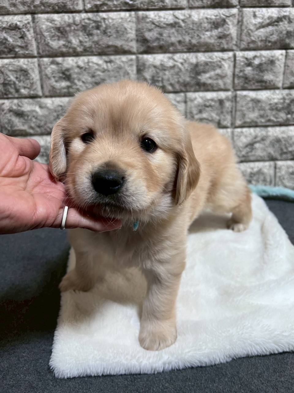 ゴールデンレトリーバー　ご家族様が決まりました