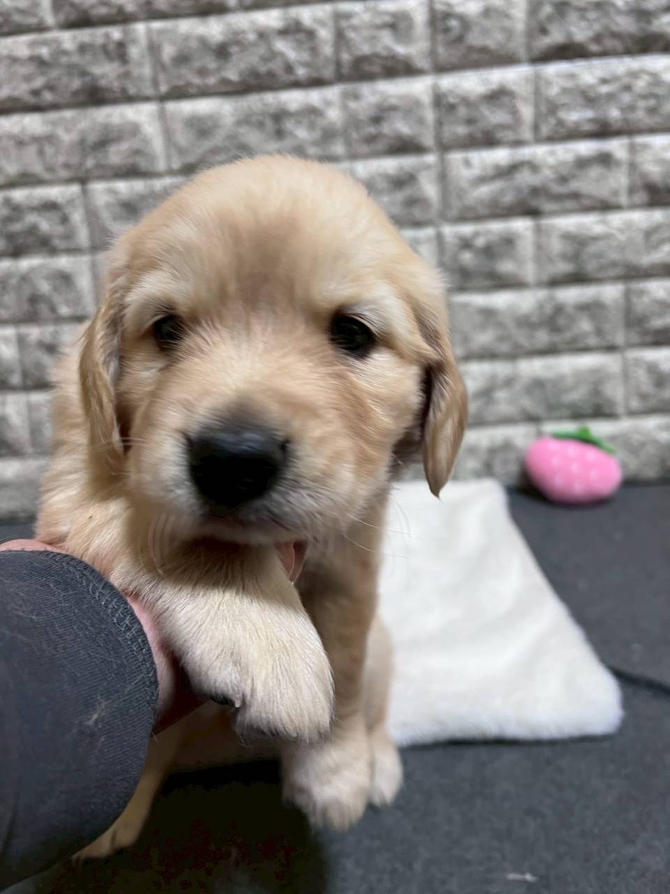 ゴールデンレトリーバー　ご家族様決まりました。