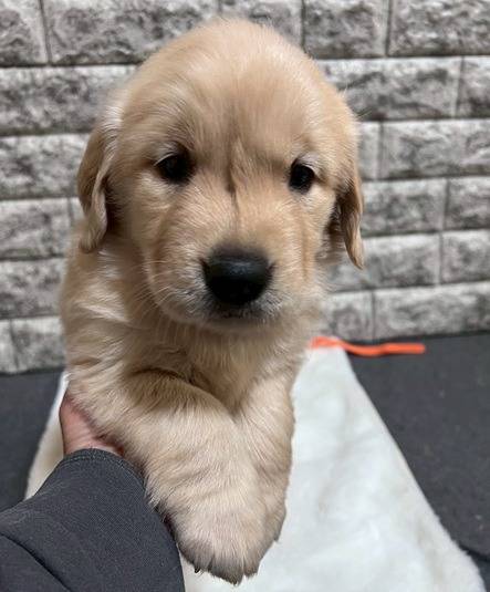 ゴールデンレトリーバー　ご家族様決まりました。