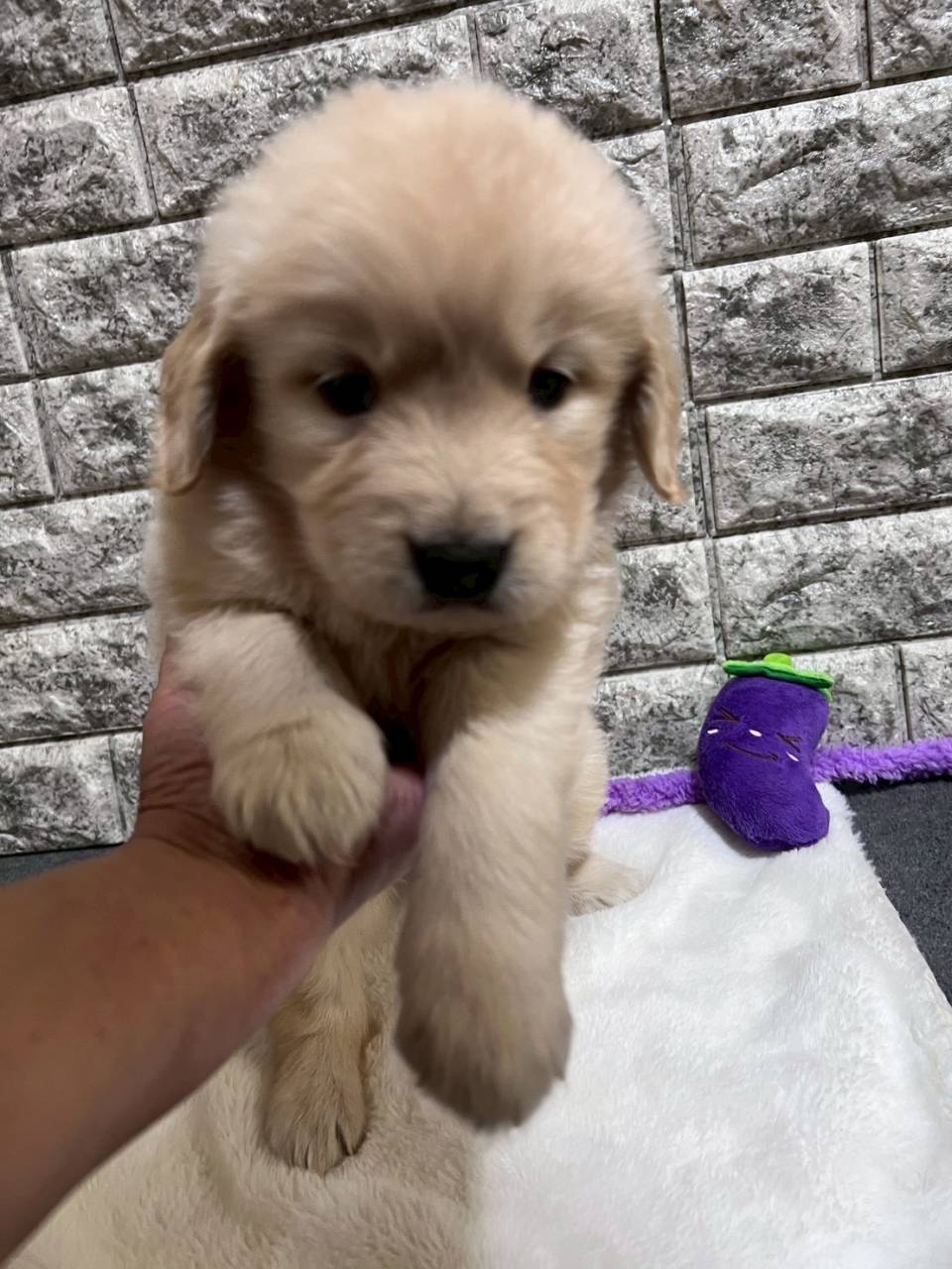 ゴールデンレトリーバー　ご家族様決まりました。