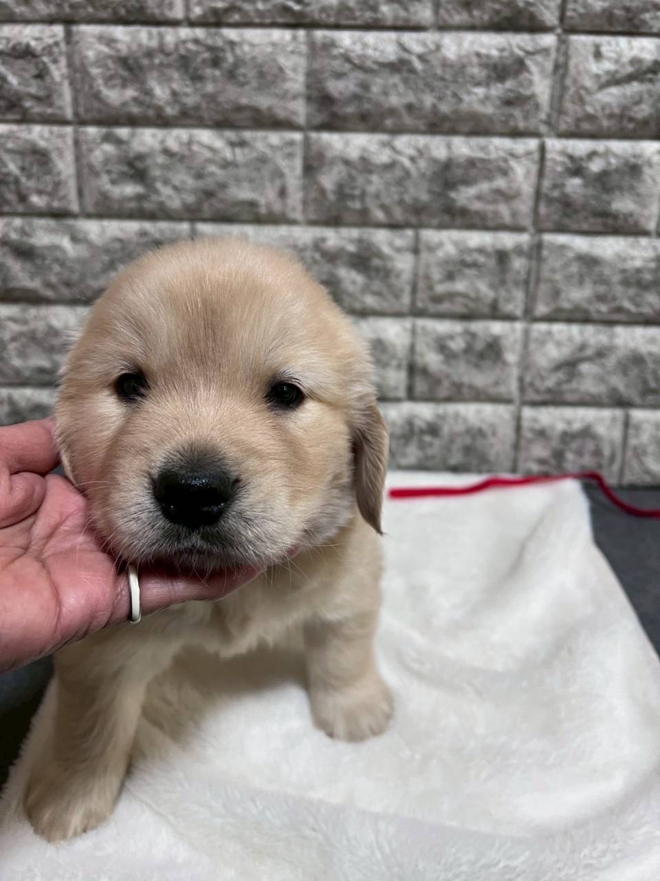 ゴールデンレトリーバー　ご家族様が決まりました