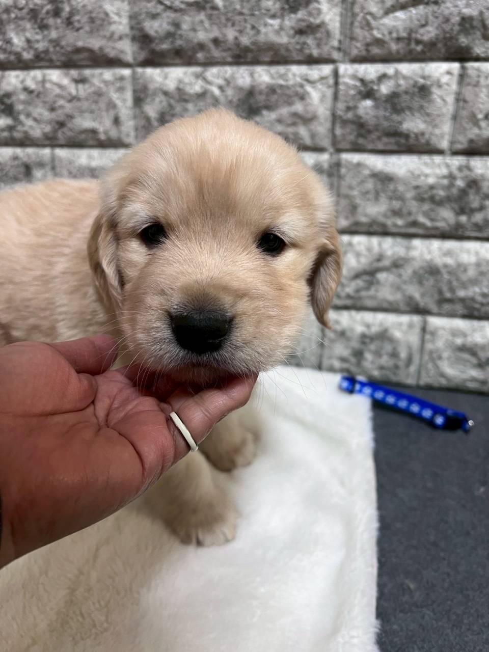 ゴールデンレトリーバー　ご家族様決まりました。