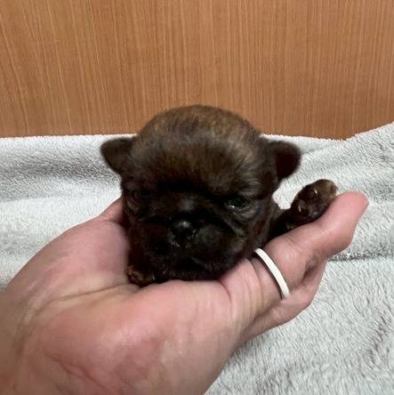 グリフォンの仔犬のお目目があきました👀❤岐阜県養老町のブリーダー「ワンダフルパピー」です。