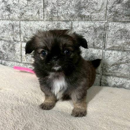 チワペキ（チワワ×ペキニーズ）ご家族様が決まりました