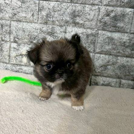 チワペキ（チワワ×ペキニーズ）ご家族様が決まりました