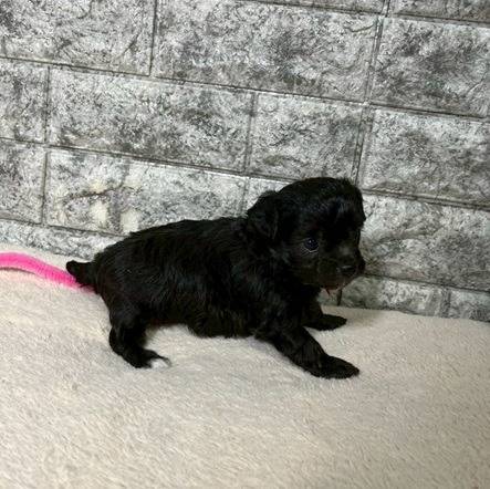 チワプー（チワワ×トイプードル）ご家族様が決まりました