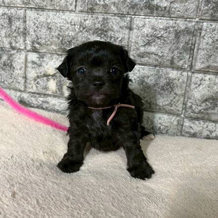 チワプー（チワワ×トイプードル）ご家族様が決まりました