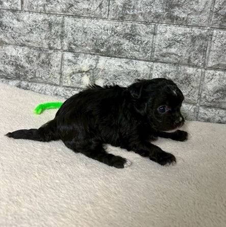 チワプー（チワワ×トイプードル）ご家族様が決まりました。