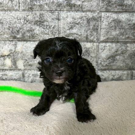 チワプー（チワワ×トイプードル）ご家族様が決まりました。