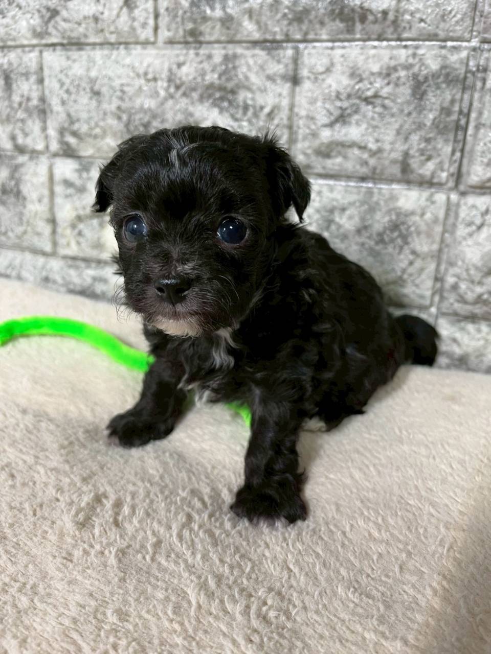 チワプー（チワワ×トイプードル）ご家族様が決まりました。