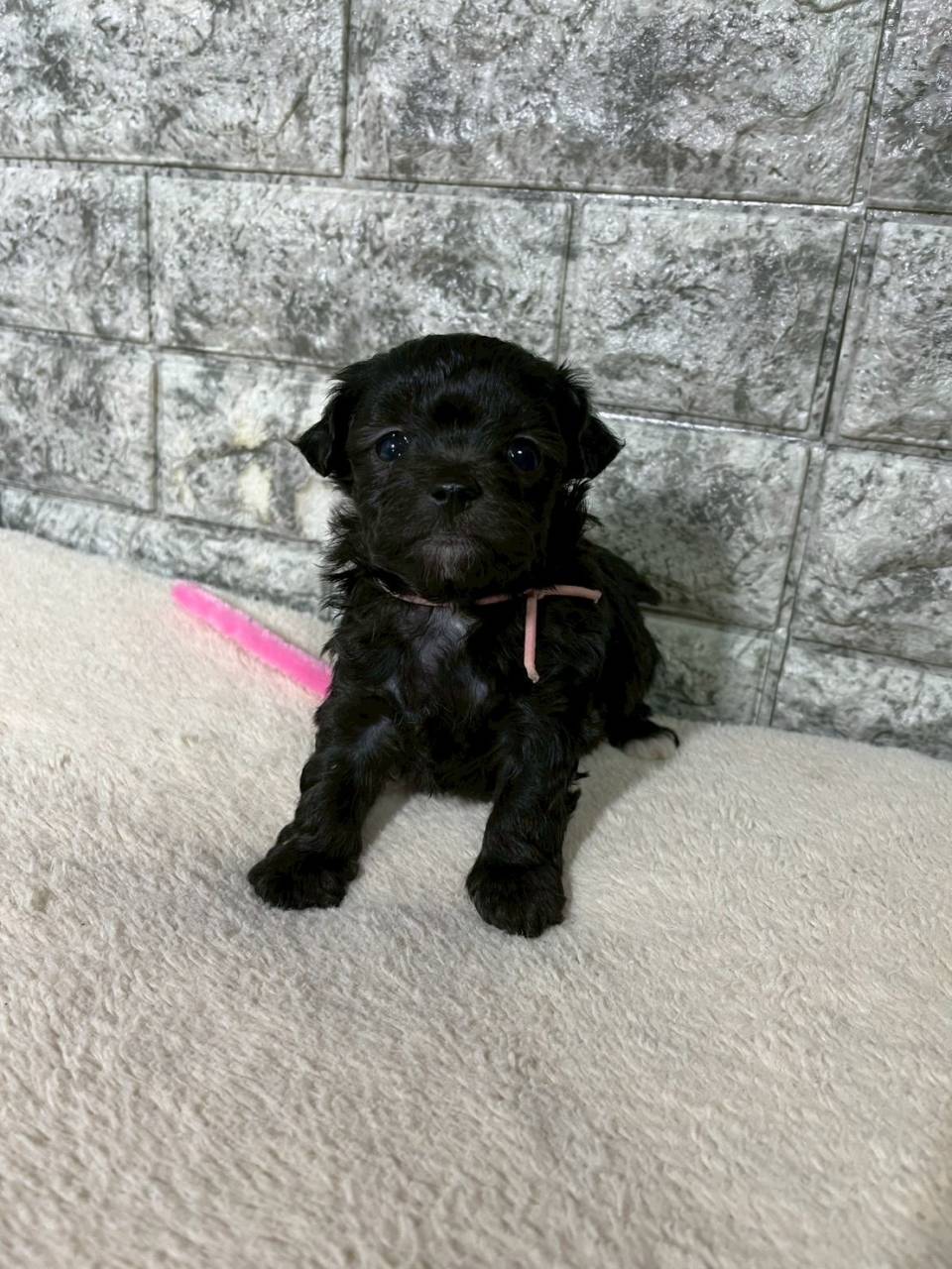 チワプー（チワワ×トイプードル）ご家族様が決まりました