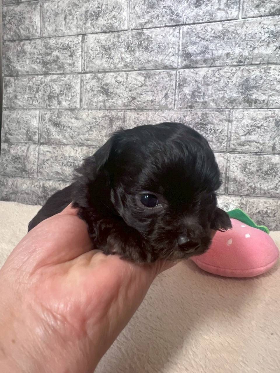 チワプー（チワワ×トイプードル）ご家族様が決まりました