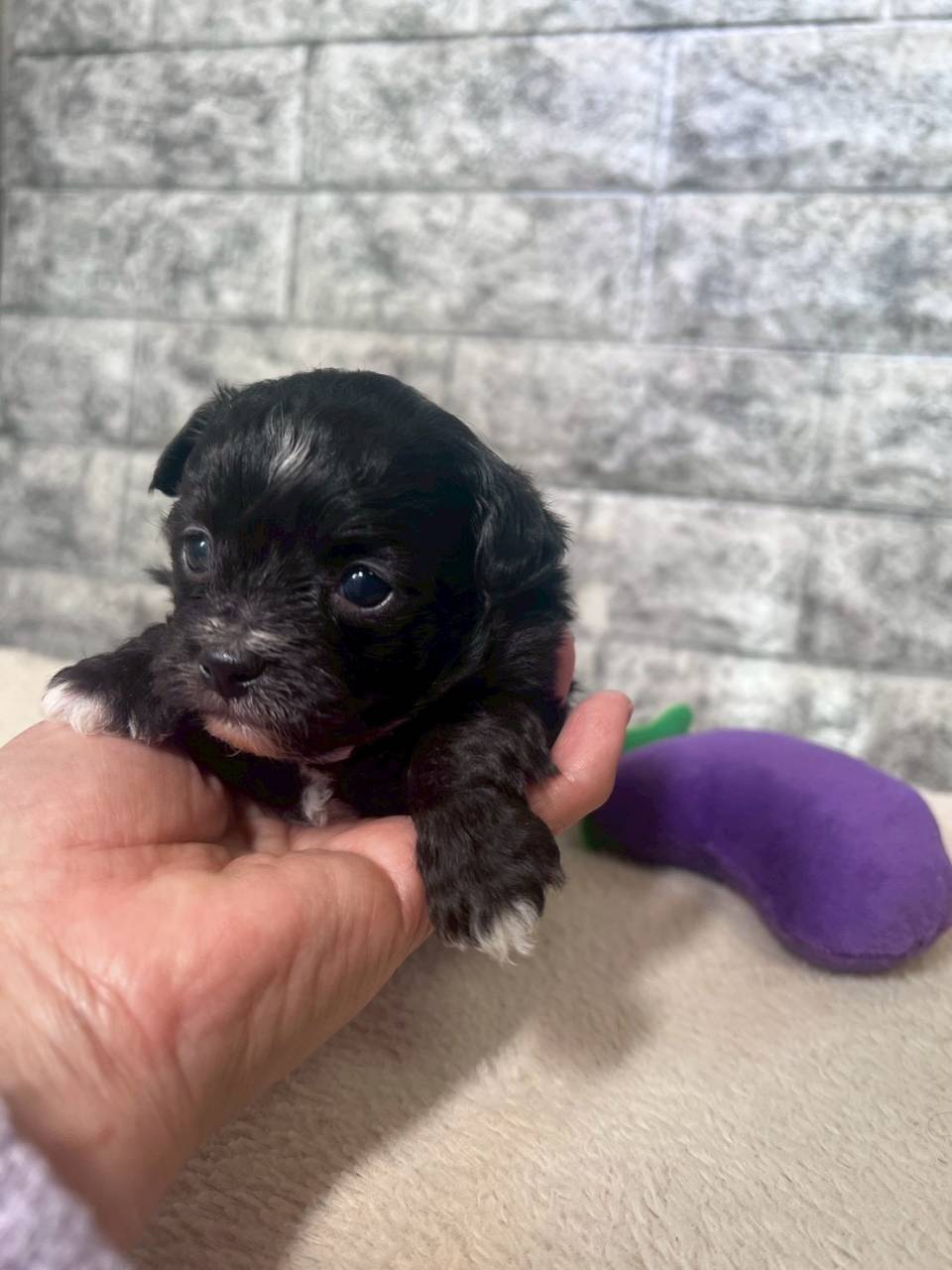 チワプー（チワワ×トイプードル）ご家族様が決まりました。