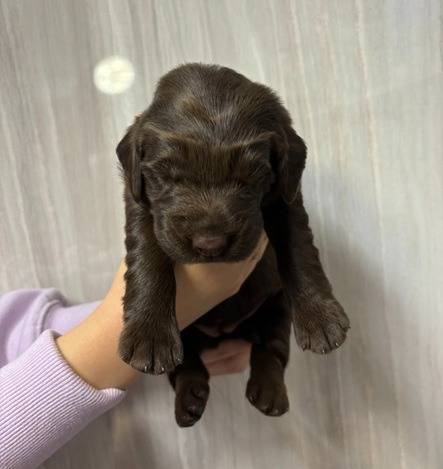 フラットコーテッドレトリーバー　ご家族様が決まりました