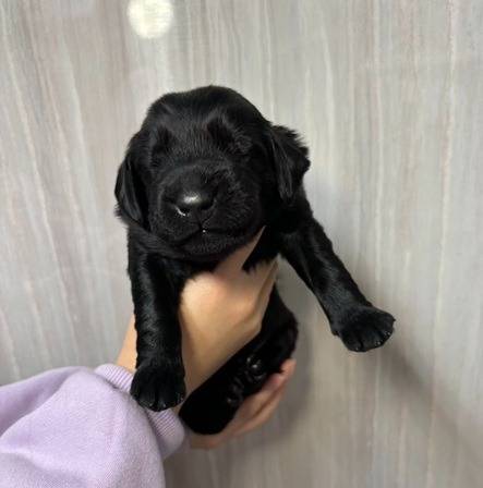 👑JKC・FCIチャンピオンの仔犬の紹介👑岐阜県養老町のブリーダーワンダフルパピーです。