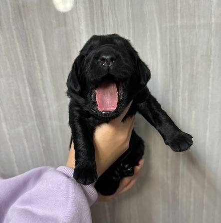 フラットコーテッドレトリーバー　ご家族様募集しています