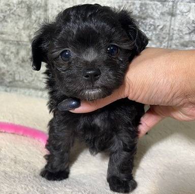 チワプー（チワワ×トイプードル）ご家族様が決まりました