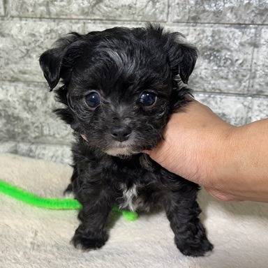 チワプー（チワワ×トイプードル）ご家族様が決まりました。