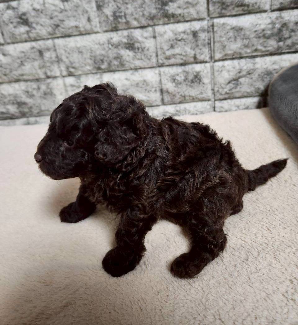 トイプードル　ご家族様募集中です。