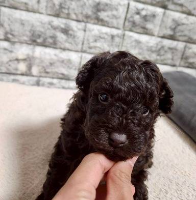 トイプードル　ご家族様募集中です。