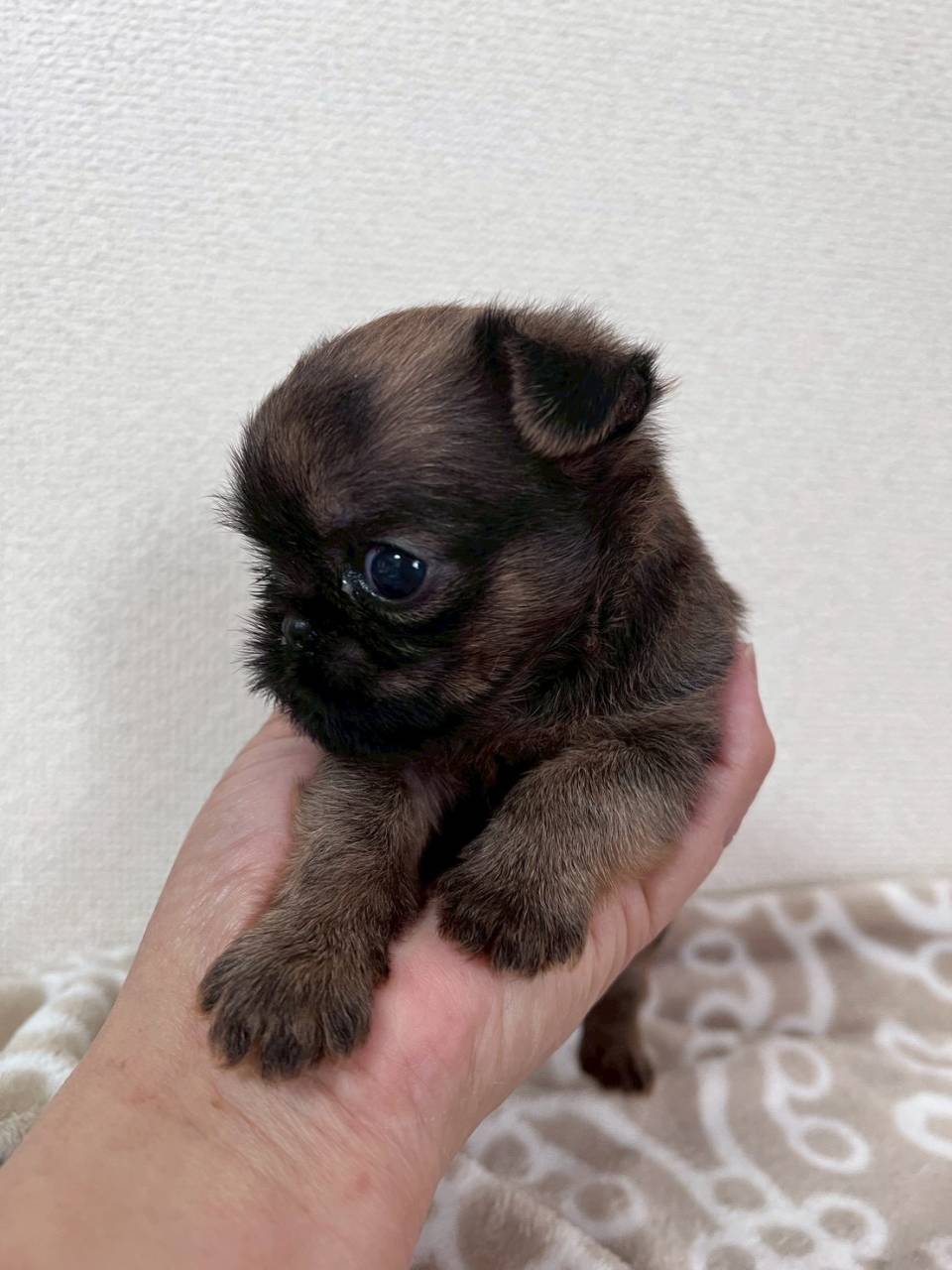 ブリュッセルグリフォン　ご家族様募集中です。