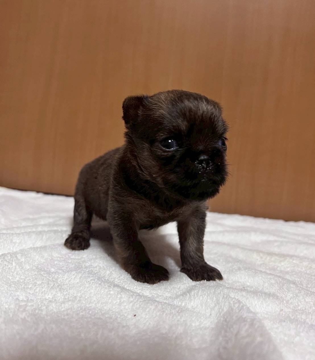 ブリュッセルグリフォン　ご家族様募集中です。