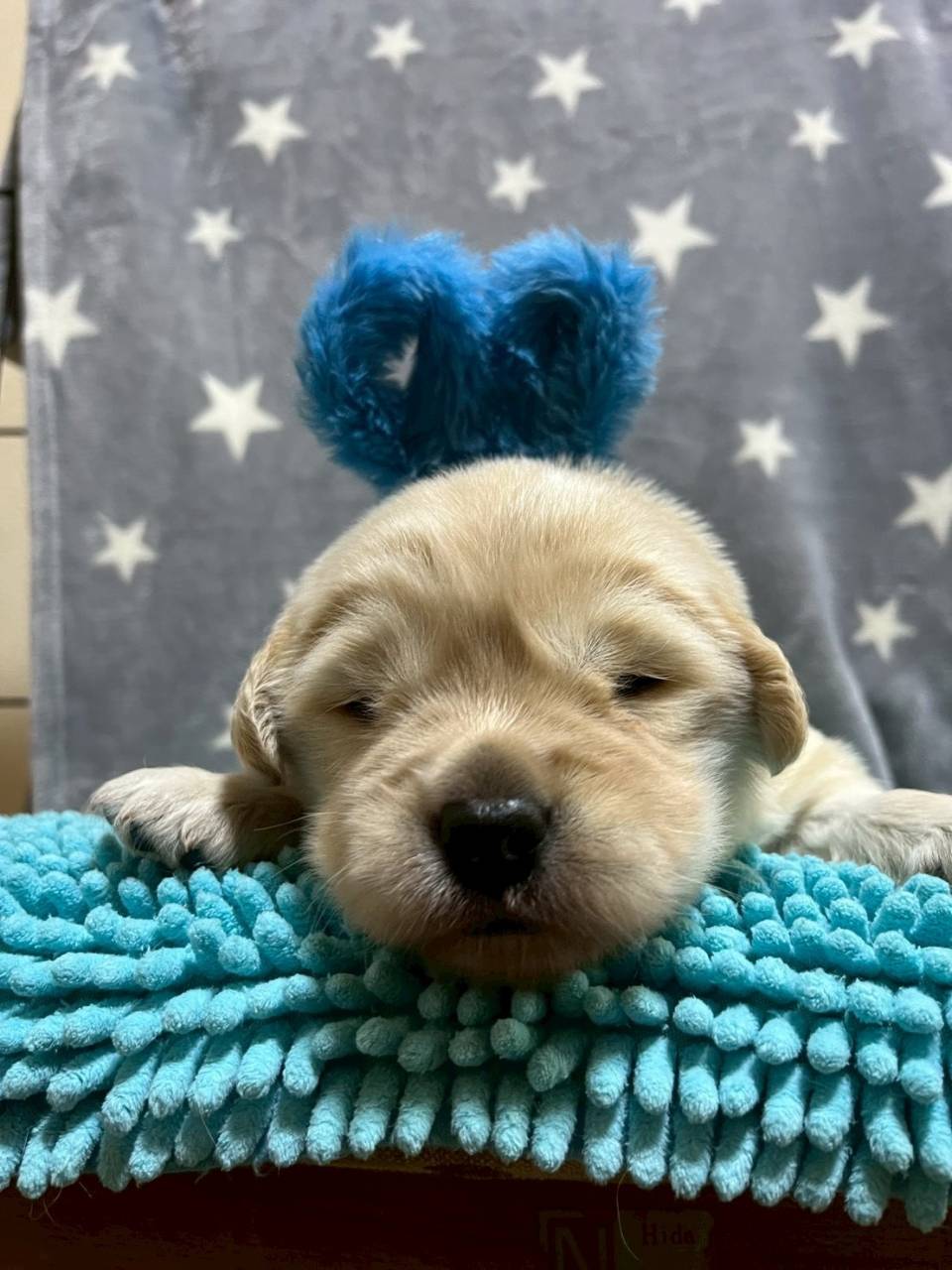 ゴールデンレトリーバー　ご家族様募集中です。