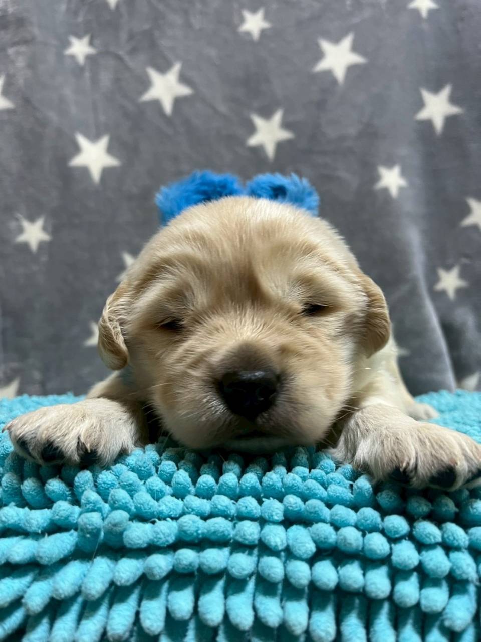 ゴールデンレトリーバー　ご家族様募集中です。