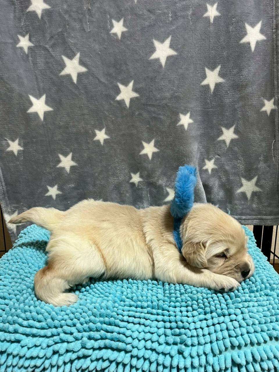 ゴールデンレトリーバー　ご家族様募集中です。