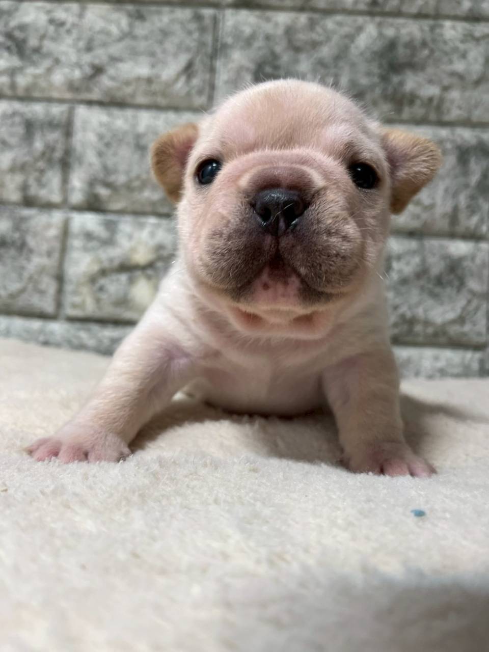 フレンチブルドッグ　ご家族様募集中です。