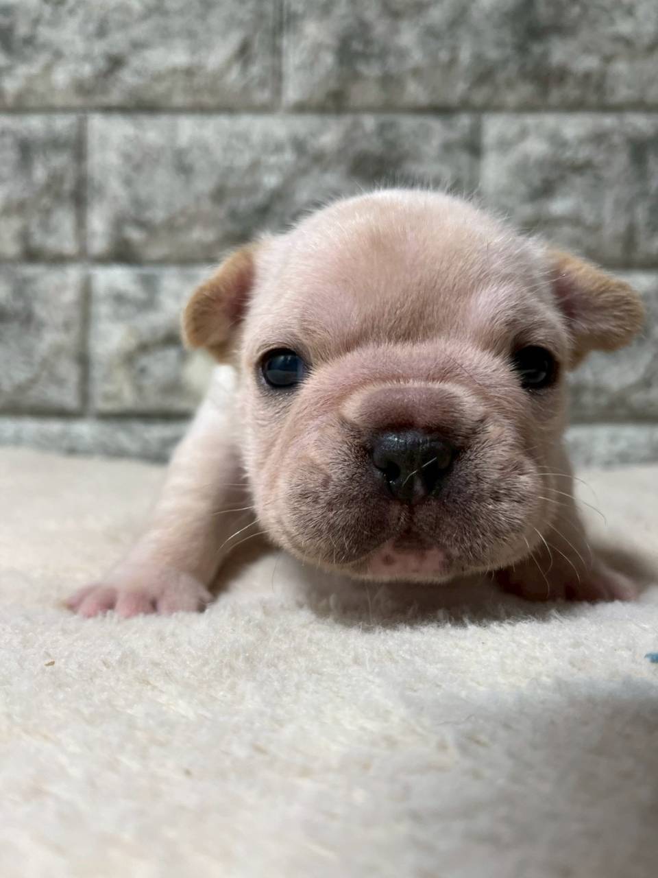 フレンチブルドッグ　ご家族様募集中です。