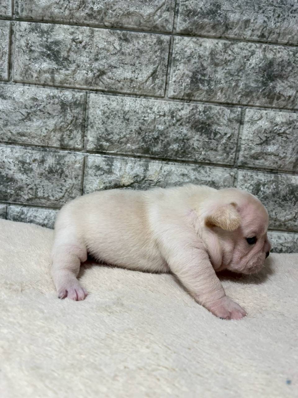 フレンチブルドッグ　ご家族様募集中です。