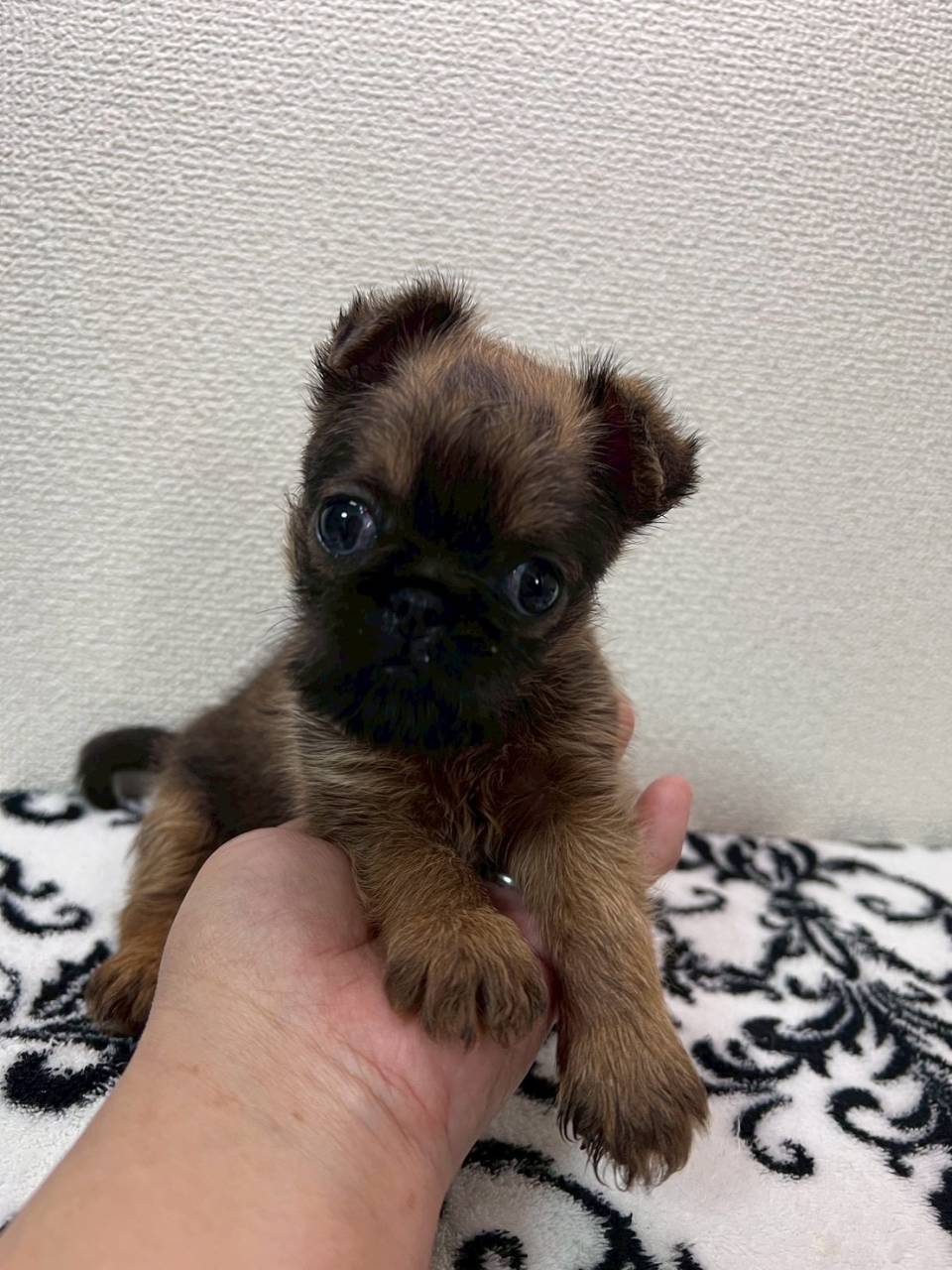 ブリュッセルグリフォン　ご家族様募集中です。