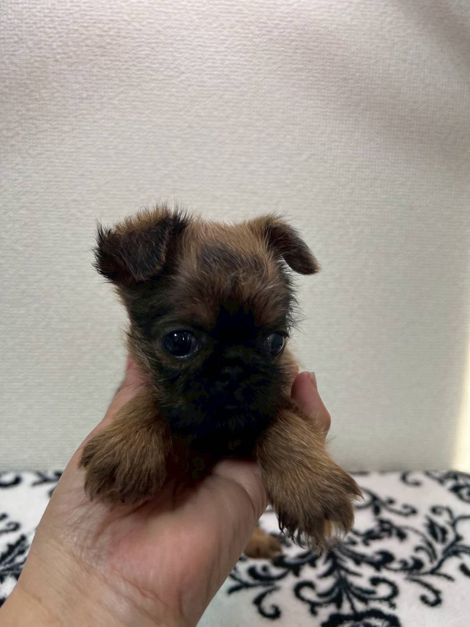 ブリュッセルグリフォン　ご家族様募集中です。