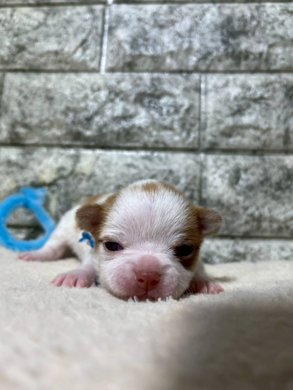 チワワの仔犬のお目目があきました👀❤岐阜県養老町のブリーダー「ワンダフルパピー」です。