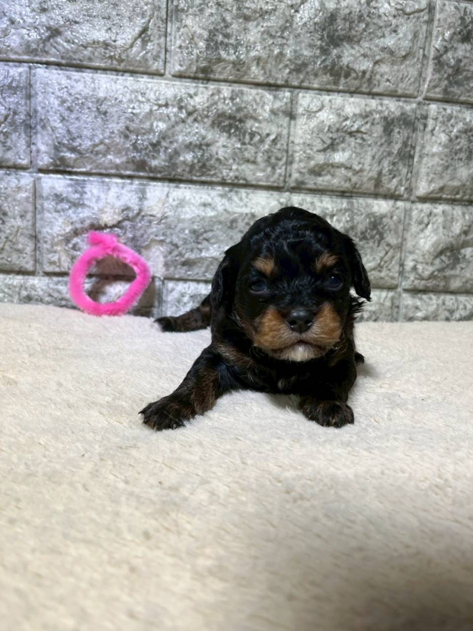 チワプー（チワワ×トイプードル）ご家族様が決まりました。