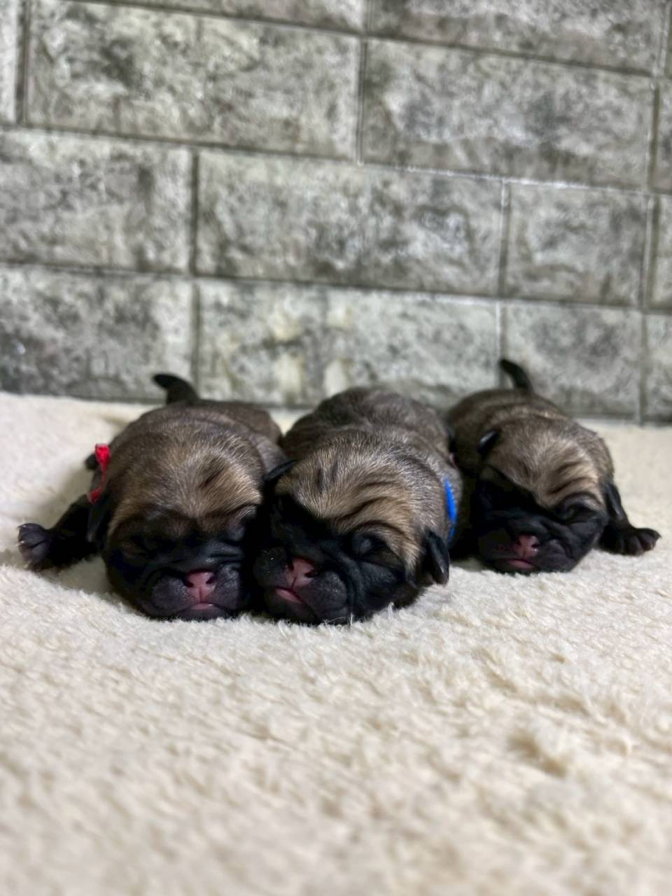 パグの仔犬が産まれました🐶岐阜県養老町ブリーダーの「ワンダフルパピー」です。