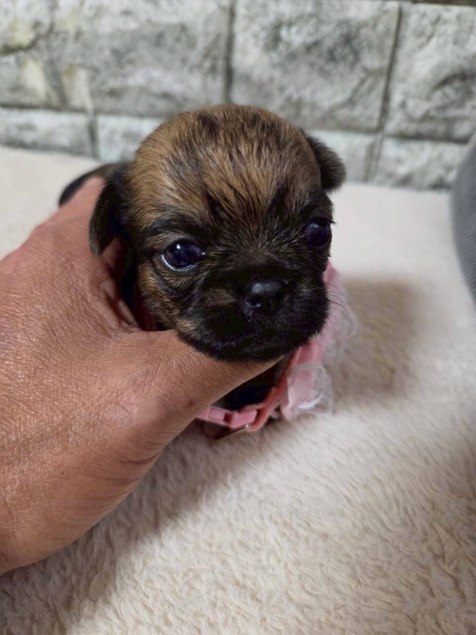 ブリュッセルグリフォン　ご家族様募集中です。