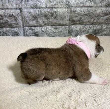 ブルドッグ　ご家族様募集中です