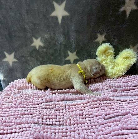 ゴールデンレトリーバー　ご家族様募集中です。