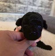 トイプードルの仔犬のお目目があいたよ👀🐶岐阜県養老町のブリーダーワンダフルパピーです。