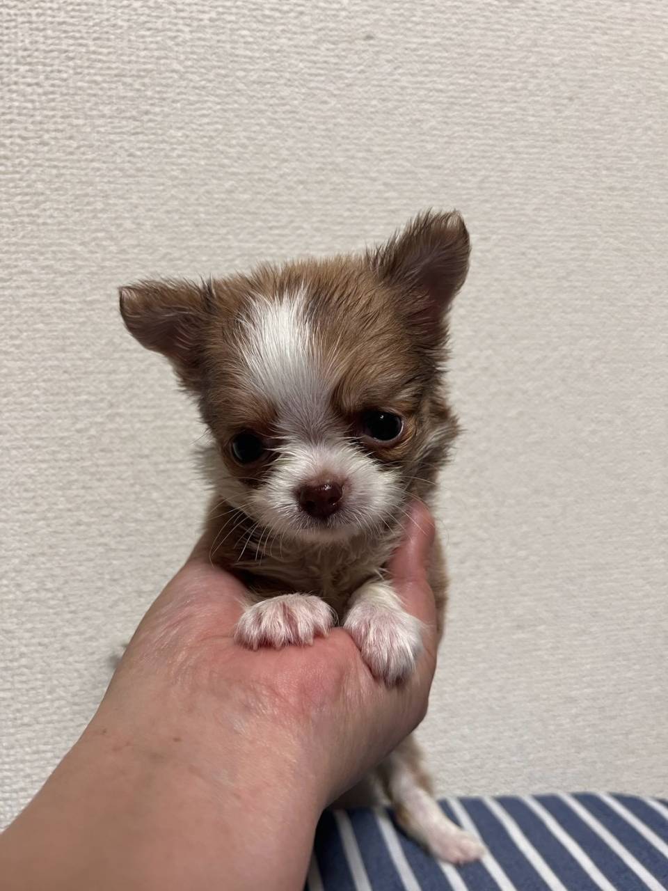 チワワ　ご家族様募集中です。