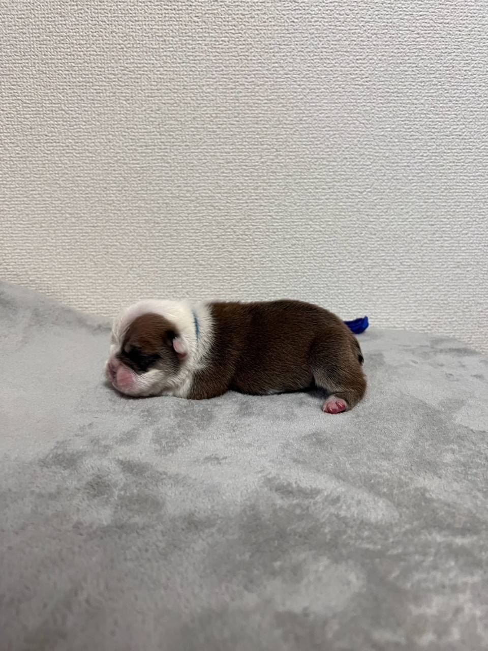 ブルドッグ　ご家族様募集中です