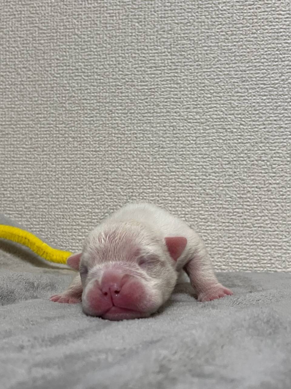 ブルドッグ　ご家族様募集中です