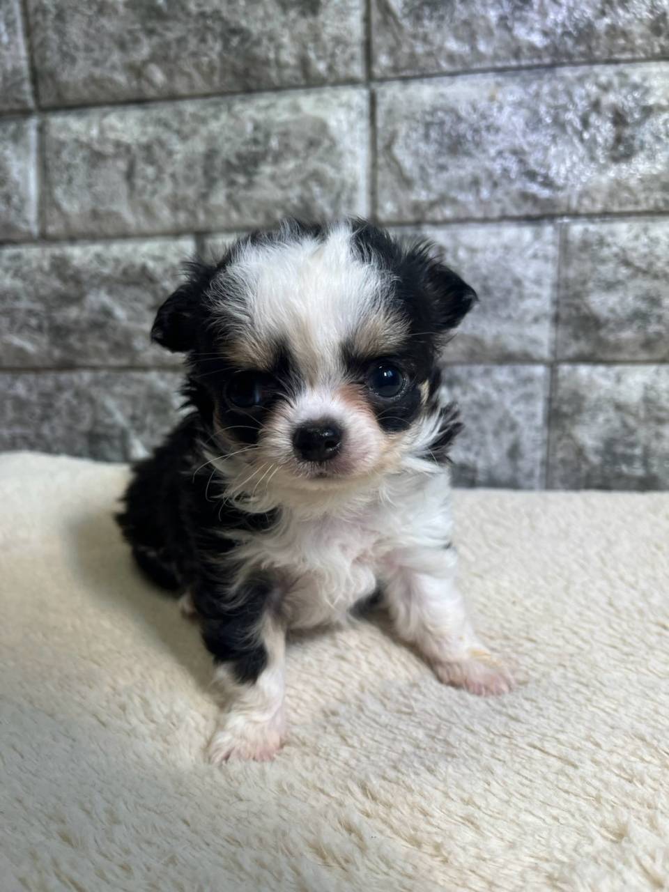 仔犬の見学が出来ます🐶岐阜県養老町のブリーダーワンダフルパピーです。